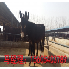 郓城肉驴养殖场 大量供应 德州驴 乌头驴 肉驴苗