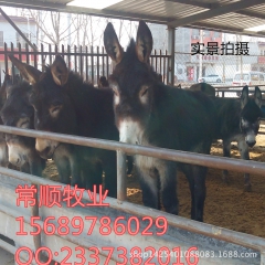 乌头驴 驴苗哪里有   河北适合养 三粉驴吗   德州驴