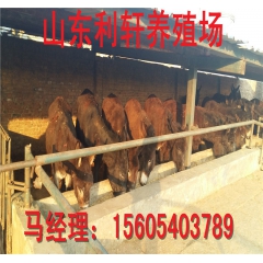 厂家直销纯种德州驴 三粉驴 乌头驴 种驴养殖效益
