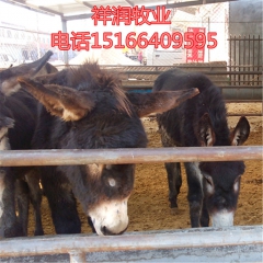 三粉驴 出栏的驴苗多少钱一头 肉驴苗几个月断奶佳米驴乌头驴