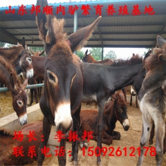 养殖场三粉驴 乌头驴 肉驴驹等出肉率高 致富养驴之路