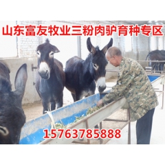 乌头驴供应价格-怎么挑选乌头驴