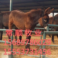 德州驴种驴价格   三粉驴 德州驴 乌头驴 提供驴技术 肉驴...
