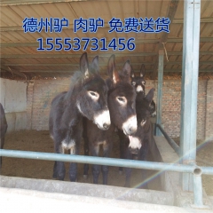 长期供应优质 德州驴  驴驹   乌头驴  肉驴 政策好效益...