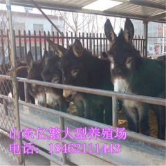 乌头驴 山东大型肉驴养殖场—德州肉驴价格—小驴苗多少钱一头
