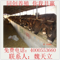 东北大型肉驴驹养殖场 常年供应乌头驴 改良肉驴 三粉驴 德州...