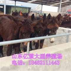 哪个品种的肉驴苗好养殖 德州驴在河北适应吗不会水土不服 乌头...