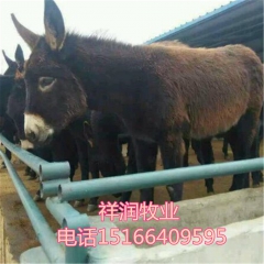 德州驴在东北适应吗不会水土不服 乌头驴 哪个品种的肉驴苗好养...