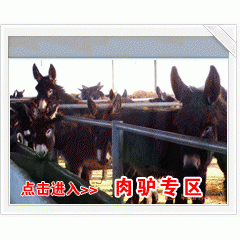 德州肉驴养殖繁育基地 德州肉驴犊 乌头驴 三分驴 常年对外销...