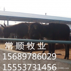 常顺   肉驴  德州驴、三粉驴、乌头驴  德州驴长势快效益...