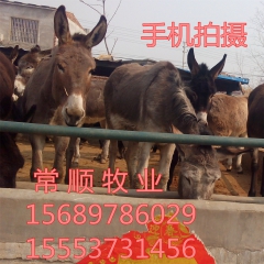 山东德州驴 三粉驴 乌头驴 品种全