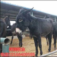 德州驴 乌头驴 三粉驴 新疆驴 华北驴价格 驴苗价格