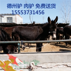 2016 买���驴 德州驴 驴驹 乌头驴 就要到正规养殖扶...