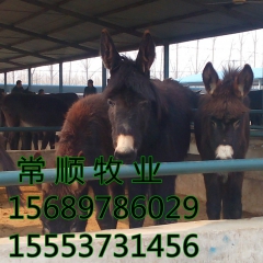 德州驴 三粉驴 关中驴 乌头驴 免费运输价格优惠