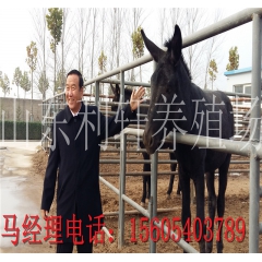 正规养殖场提供肉驴品种 德州驴 乌头驴 三粉驴价格