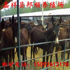 全国哪里有肉驴养殖基地 德州驴 三粉驴 乌头驴 品种全