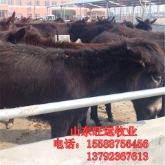 乌头驴 肉驴驹 提供肉驴养殖技术 养殖场直供屠宰肉驴 德州驴...