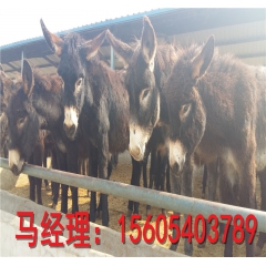 常年出售优良肉驴种驴苗 德州驴 乌头驴 量大从优 欢迎选购