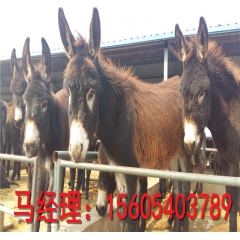 郓城肉驴养殖场大量供应德州驴乌头驴 肉驴苗