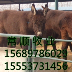 乌头驴 常年出售肉驴苗 德州驴市场价格 肉驴品种