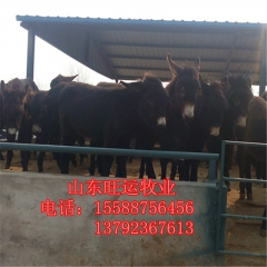 乌头驴 三粉多少钱 养肉驴育肥方法 肉驴苗价格 德州驴 改良...
