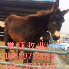 长期供应优质 德州驴  驴驹   乌头驴  肉驴国家 政策好...