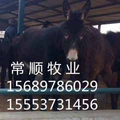德州驴9块钱一斤可以买到  三粉驴  乌头驴   新疆驴  ...