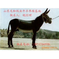 山东改良肉驴价格 德州驴 三粉驴 乌头驴 养驴效益分析 种驴