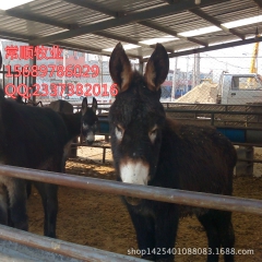 山东德州驴 怎样养殖   肉驴  效益怎么样     乌头驴...