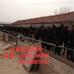 200多斤肉驴小苗在山西好养活吗 德州驴现在养殖行情好吗 乌...