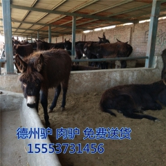 滨州哪里有 德州驴  驴苗出栏快 出肉率高 乌头驴