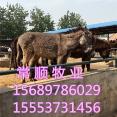 肉驴苗的价格 乌头驴 三粉驴  的最新价格 德州驴