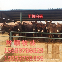 德州驴  肉驴2015  效益怎么样     乌头驴 三粉驴...
