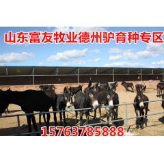 哪里有大型肉驴养殖场-乌头驴，三粉驴多少钱一头