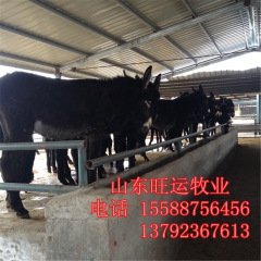 内蒙适合养什么品种的肉驴 德州驴苗价格 三粉驴多少钱 乌头驴