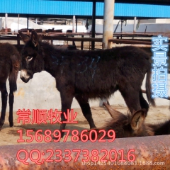德州驴育肥期间 要少量运动 保持干净 乌头驴、 肉驴苗