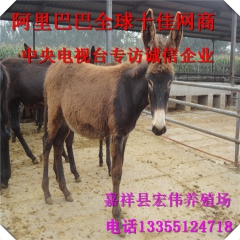 活驴驴苗 乌头驴肉驴 育肥驴 山东养殖场供应乌头驴 小驴苗