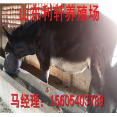 厂家直销改良肉驴 乌头驴 德州驴 出肉率高 免费运输