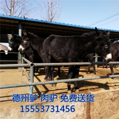 山东济宁供货商 纯种德州驴  驴驹  改良肉驴 乌头驴