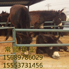 德州驴 肉驴  三粉驴、乌头驴  长势快 效益好  养 肉驴...