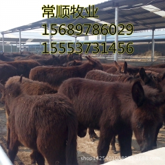德州驴   小驴崽价格 ,出栏快的 肉驴  乌头驴 改良肉驴