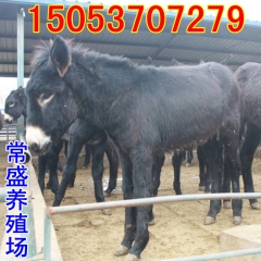 生态肉驴场直销肉驴苗德州驴乌头驴 肉驴多少钱一头
