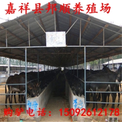 邯郸肉驴直销小驴苗 德州驴 乌头驴 肉驴 肉驴养殖场