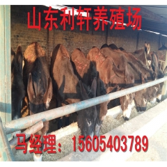 出售德州驴 乌头驴 三粉驴 肉驴养殖效益 肉驴价格