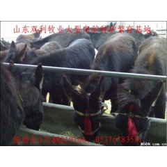 新出栏一批改良肉驴苗、德州驴 乌头驴 三粉驴 东北驴 庆阳驴