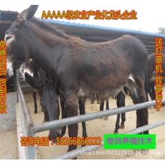 供应纯种乌头肉驴种驴苗 育肥肉驴驹 架子驴 繁殖母驴 种乌头...