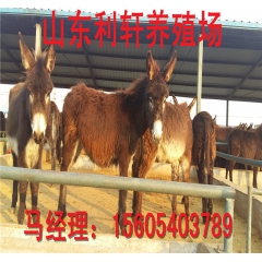 直销德州驴 三粉驴 乌头驴 市场价格 养殖技术