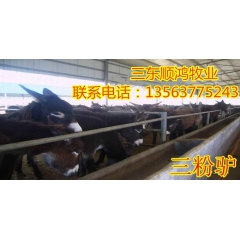 小驴 肉驴品种 德州驴 乌头驴 肉驴养殖基地 一头驴卖多少顺...