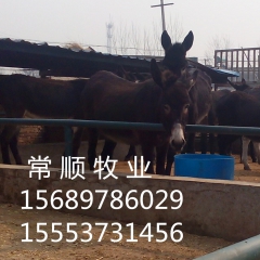 德州驴   小驴崽价格 ,肉驴出栏价格多少,  乌头驴 改良...