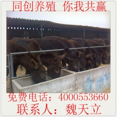 大量出售德州驴驹 三粉驴 乌头驴 改良肉驴驹价格 大型繁育基...